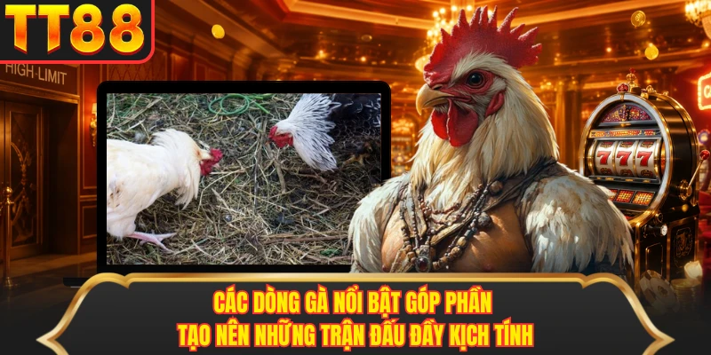 Các dòng gà nổi bật góp phần tạo nên những trận đấu đầy kịch tính Các dòng gà nổi bật góp phần tạo nên những trận đấu đầy kịch tính