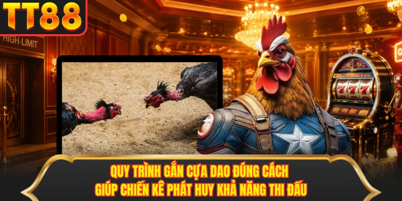 Quy trình gắn cựa dao đúng cách giúp chiến kê phát huy khả năng thi đấu